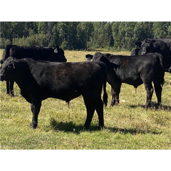 Catlin & Amber Peters - 600# Steer Calves - 60 Head (Sundre, AB)