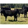 Image 1 : Catlin & Amber Peters - 600# Steer Calves - 60 Head (Sundre, AB)