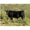 Image 2 : Catlin & Amber Peters - 600# Steer Calves - 60 Head (Sundre, AB)