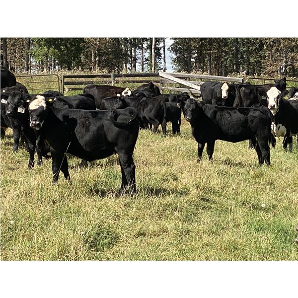 Catlin & Amber Peters - 550# Heifer Calves - 50 Head (Sundre, AB)