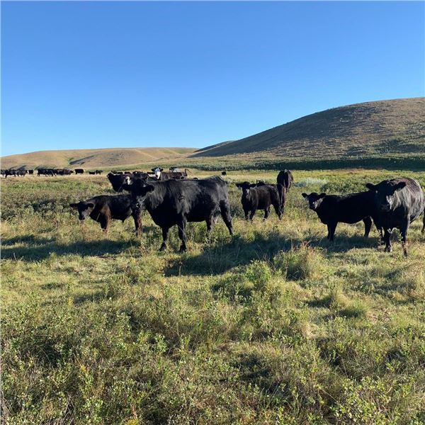Alan Hansen - 650# Steer Calves - 95 Head (Shaunavon, SK)