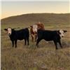 Image 3 : Alan Hansen - 650# Steer Calves - 95 Head (Shaunavon, SK)
