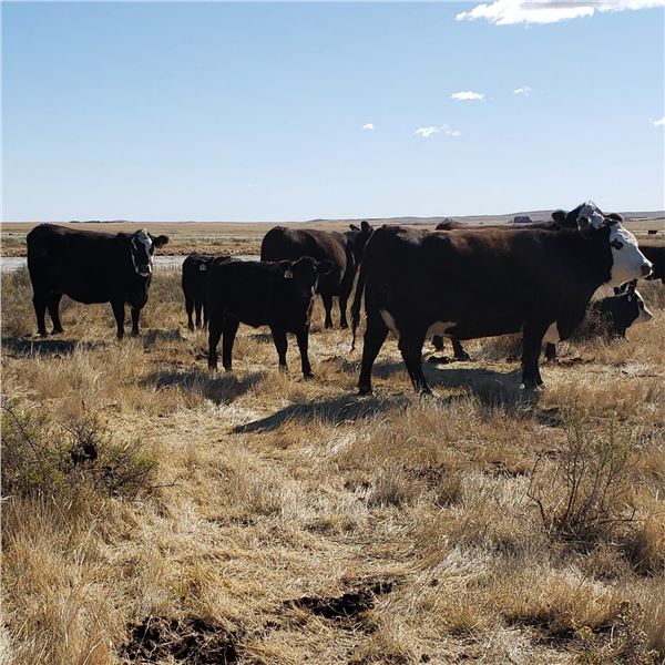 Alan Hansen - 600# Heifer Calves - 100 Head (Shaunavon, SK)