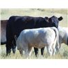 Image 1 : GW Murray Ranches - 640# Steer Calves - 97 Head (Rolling Hills, AB)
