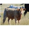 Image 2 : GW Murray Ranches - 640# Steer Calves - 97 Head (Rolling Hills, AB)