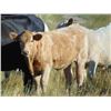 Image 4 : GW Murray Ranches - 640# Steer Calves - 97 Head (Rolling Hills, AB)
