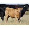 Image 5 : GW Murray Ranches - 640# Steer Calves - 97 Head (Rolling Hills, AB)