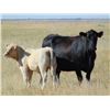 Image 7 : GW Murray Ranches - 640# Steer Calves - 97 Head (Rolling Hills, AB)