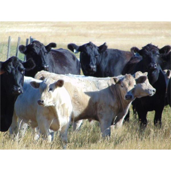GW Murray Ranches - 610# Heifer Calves - 97 Head (Rolling Hills, AB)