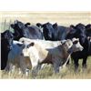 Image 1 : GW Murray Ranches - 610# Heifer Calves - 97 Head (Rolling Hills, AB)