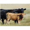 Image 4 : GW Murray Ranches - 610# Heifer Calves - 97 Head (Rolling Hills, AB)