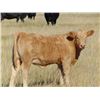Image 6 : GW Murray Ranches - 610# Heifer Calves - 97 Head (Rolling Hills, AB)