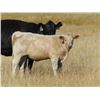 Image 7 : GW Murray Ranches - 610# Heifer Calves - 97 Head (Rolling Hills, AB)