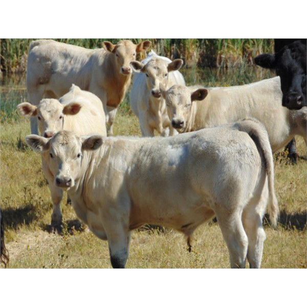 GW Murray Ranches - 570# Steer Calves - 100 Head (Tompkins, SK)