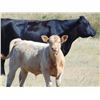 Image 3 : GW Murray Ranches - 570# Steer Calves - 100 Head (Tompkins, SK)