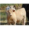 Image 5 : GW Murray Ranches - 570# Steer Calves - 100 Head (Tompkins, SK)