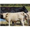 Image 6 : GW Murray Ranches - 570# Steer Calves - 100 Head (Tompkins, SK)