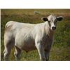 Image 7 : GW Murray Ranches - 570# Steer Calves - 100 Head (Tompkins, SK)