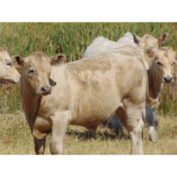 GW Murray Ranches - 510# Steer Calves - 100 Head (Tompkins, SK)