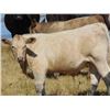 Image 4 : GW Murray Ranches - 510# Steer Calves - 100 Head (Tompkins, SK)