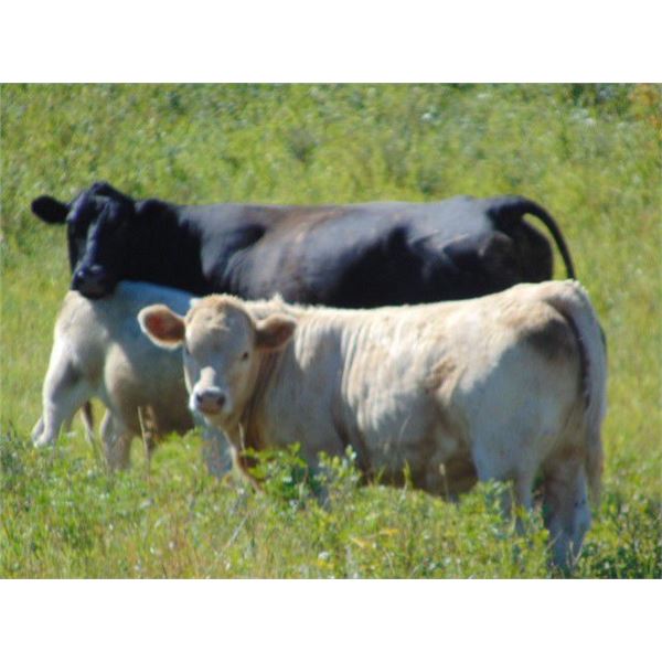 GW Murray Ranches - 540# Heifer Calves - 100 Head (Tompkins, SK)