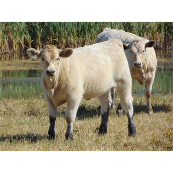 GW Murray Ranches - 480# Heifer Calves - 100 Head (Tompkins, SK)