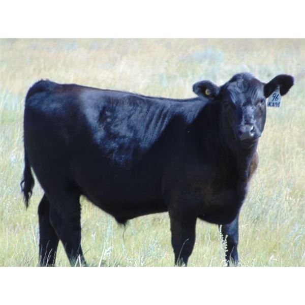 Scott & Gail Sapergia - 640# Steer Calves - 40 Head (Hays, AB)