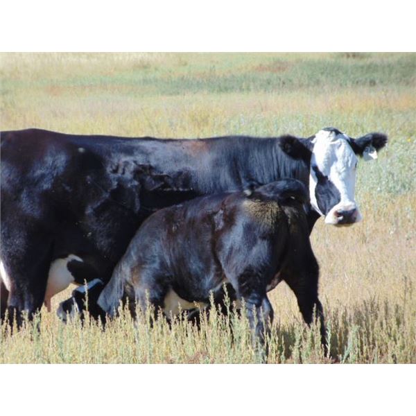 Scott & Gail Sapergia - 600# Heifer Calves - 40 Head (Hays, AB)