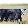 Image 1 : Scott & Gail Sapergia - 600# Heifer Calves - 40 Head (Hays, AB)