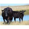 Image 2 : Scott & Gail Sapergia - 600# Heifer Calves - 40 Head (Hays, AB)
