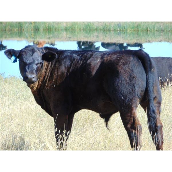 Ivy Ranch - 630# Steer Calves - 100 Head (Duchess, AB)