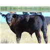 Image 1 : Ivy Ranch - 630# Steer Calves - 100 Head (Duchess, AB)