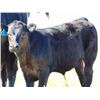 Image 3 : Ivy Ranch - 630# Steer Calves - 100 Head (Duchess, AB)