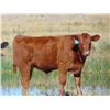 Image 5 : Ivy Ranch - 630# Steer Calves - 100 Head (Duchess, AB)