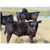 Image 7 : Ivy Ranch - 630# Steer Calves - 100 Head (Duchess, AB)