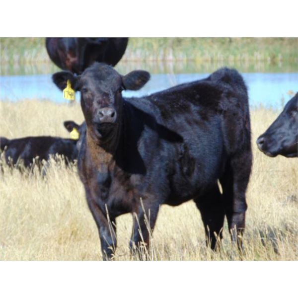 Ivy Ranch - 560# Heifer Calves - 75 Head (Duchess, AB)