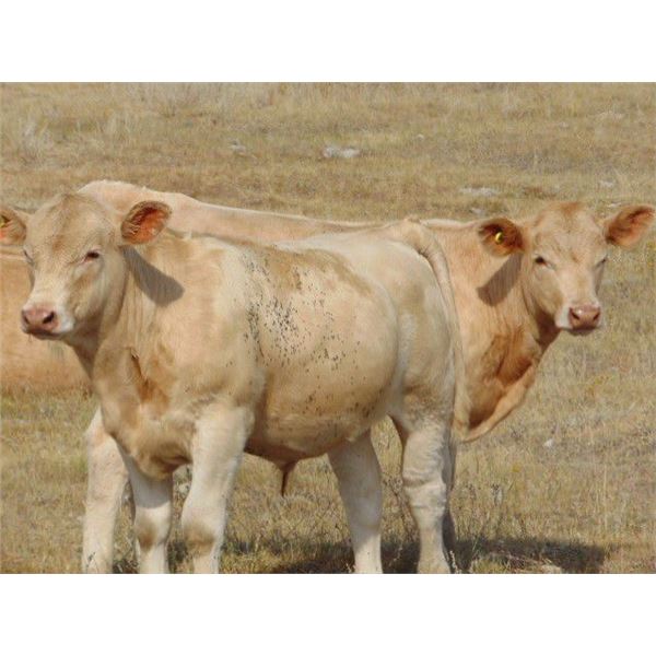 Jean Lamson - 600# Steer Calves - 100 Head (Hanna, AB)