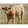 Image 3 : Jean Lamson - 600# Steer Calves - 100 Head (Hanna, AB)