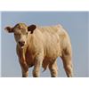 Image 7 : Jean Lamson - 600# Steer Calves - 100 Head (Hanna, AB)