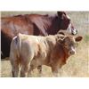 Image 9 : Jean Lamson - 600# Steer Calves - 100 Head (Hanna, AB)
