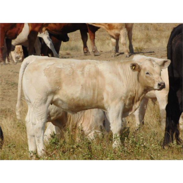 Jean Lamson - 580# Heifer Calves - 100 Head (Hanna, AB)