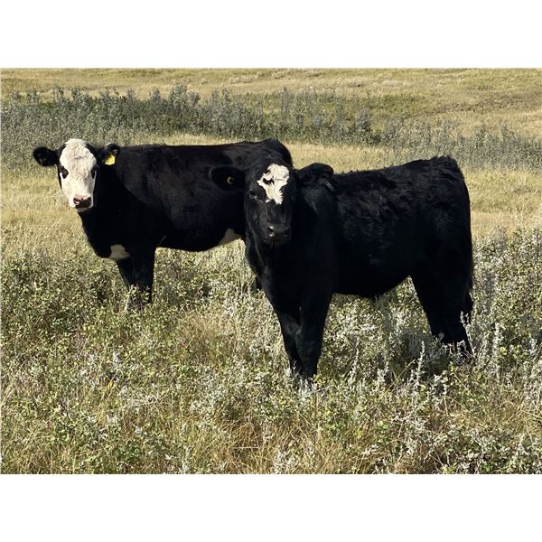 Dalbey Farms - 620# Steers Calves - 65 Head (Hussar, AB)