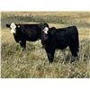 Image 1 : Dalbey Farms - 620# Steers Calves - 65 Head (Hussar, AB)