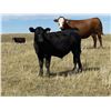 Image 3 : Dalbey Farms - 620# Steers Calves - 65 Head (Hussar, AB)