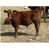 Image 6 : Dalbey Farms - 620# Steers Calves - 65 Head (Hussar, AB)