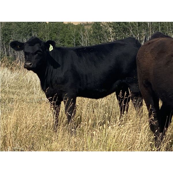 Dalbey Farms - 590# Heifer Calves - 65 Head (Hussar, AB)
