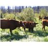 Image 2 : Bohnet Ranch - 625# Steer Calves - 95 Head (Savona, BC)