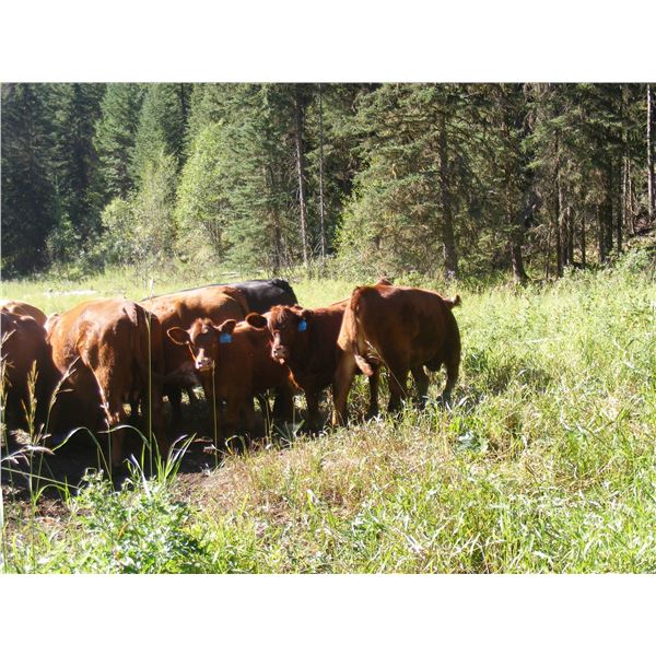 Bohnet Ranch - 550# Heifer Calves - 105 Head (Savona, BC)