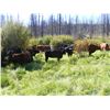 Image 4 : Bohnet Ranch - 550# Heifer Calves - 105 Head (Savona, BC)