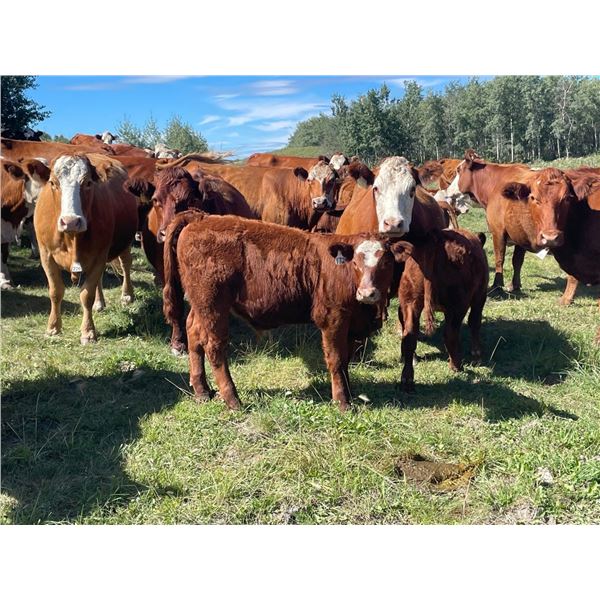 7C Ranch - 610# Steer Calves - 100 Head (Marwayne, AB)